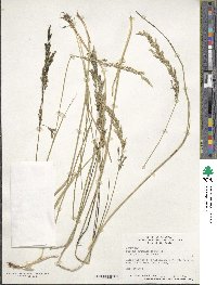 Festuca arundinacea image