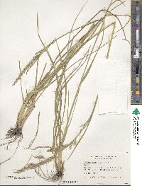 Festuca arundinacea image