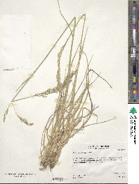 Festuca arundinacea image