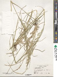 Festuca arundinacea image