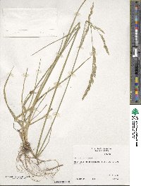 Festuca arundinacea image