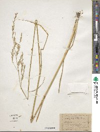 Festuca arundinacea image