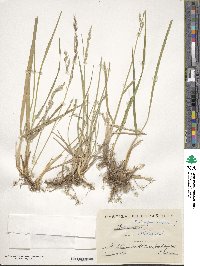 Festuca arundinacea image