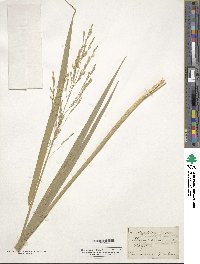 Festuca arundinacea image