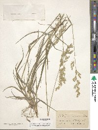 Festuca arundinacea image