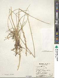 Festuca arundinacea image