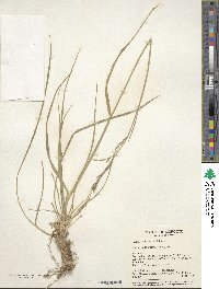 Festuca arundinacea image