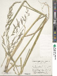 Festuca arundinacea image