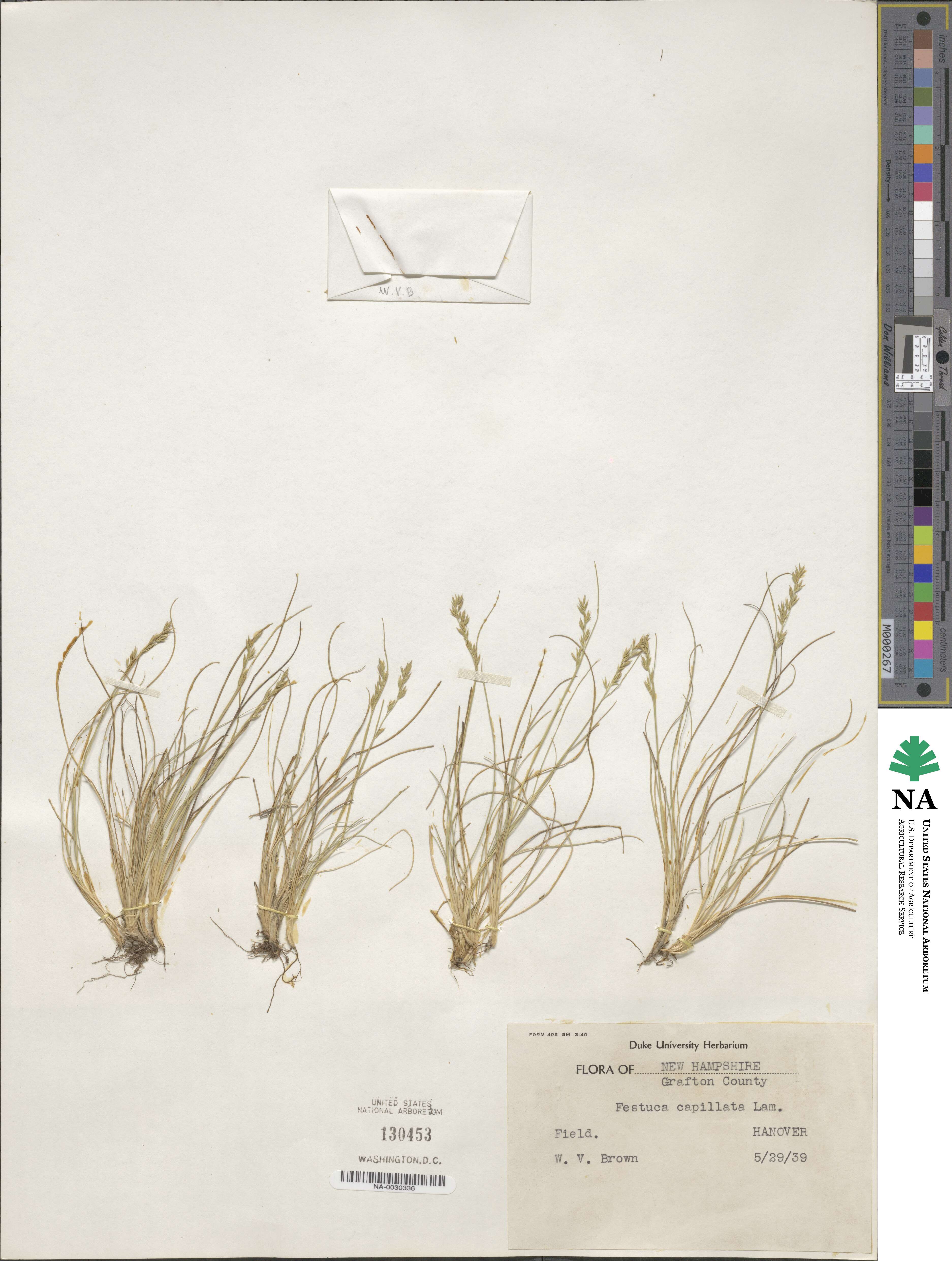 Festuca amethystina image