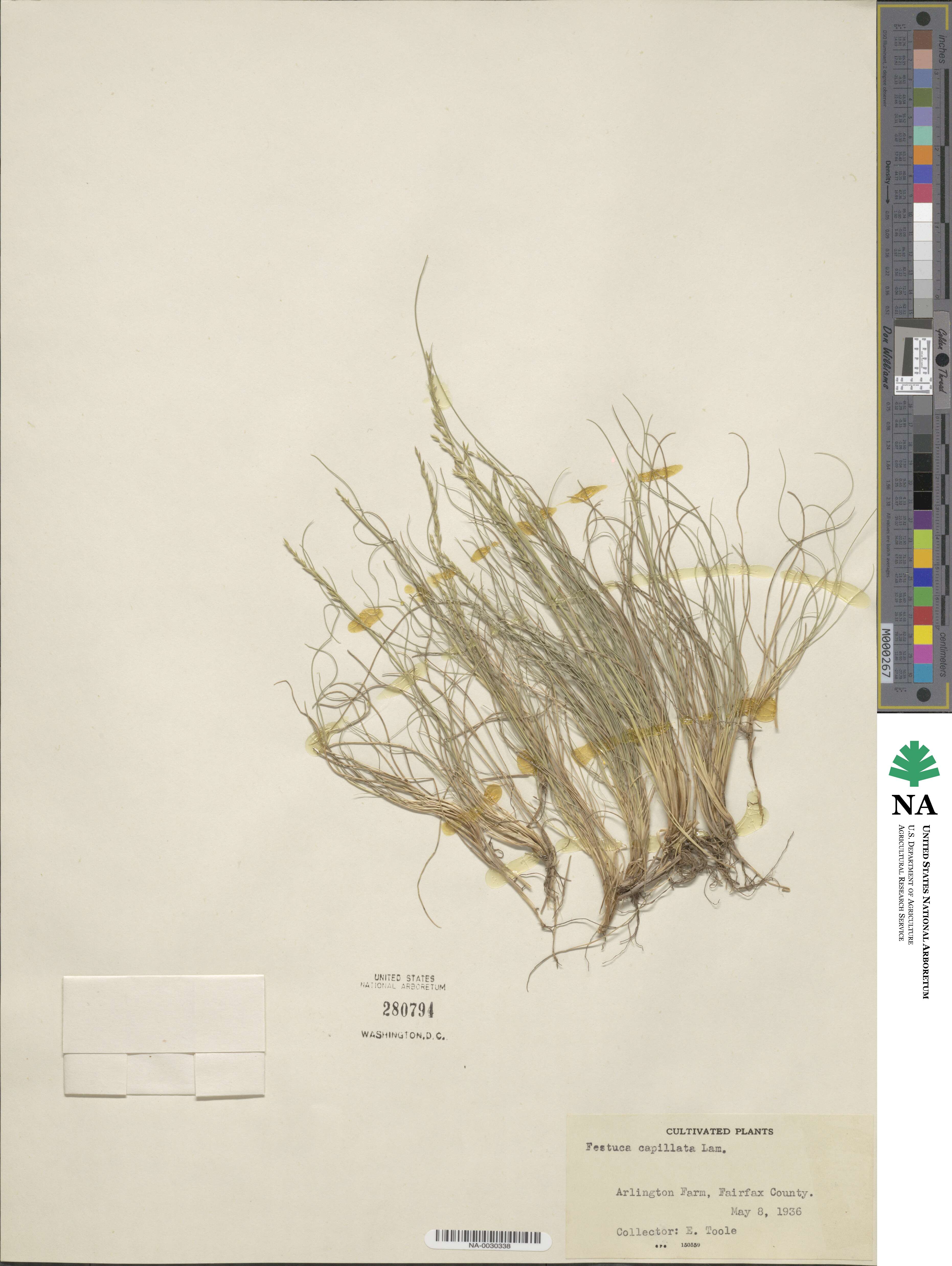 Festuca amethystina image
