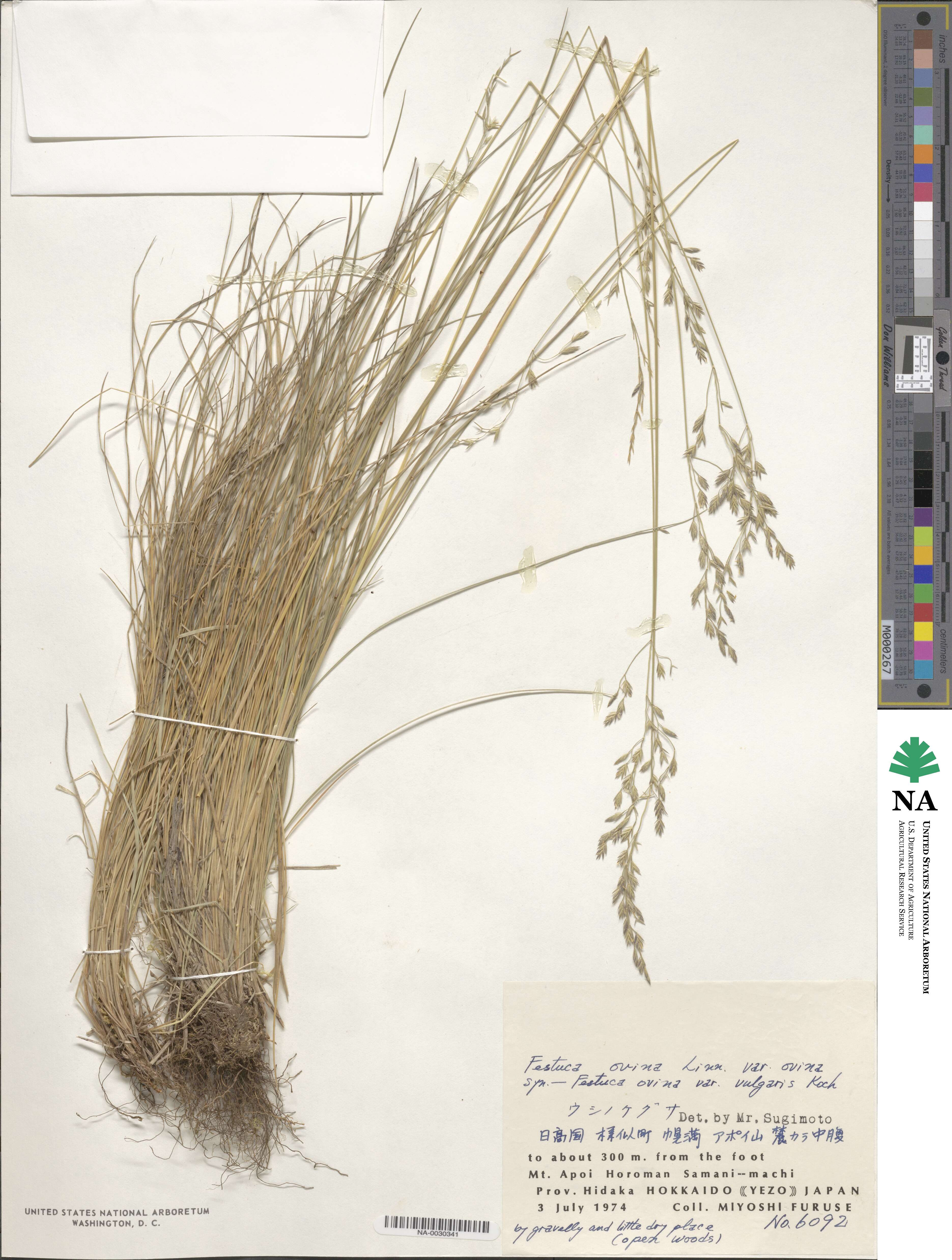 Festuca ovina var. ovina image