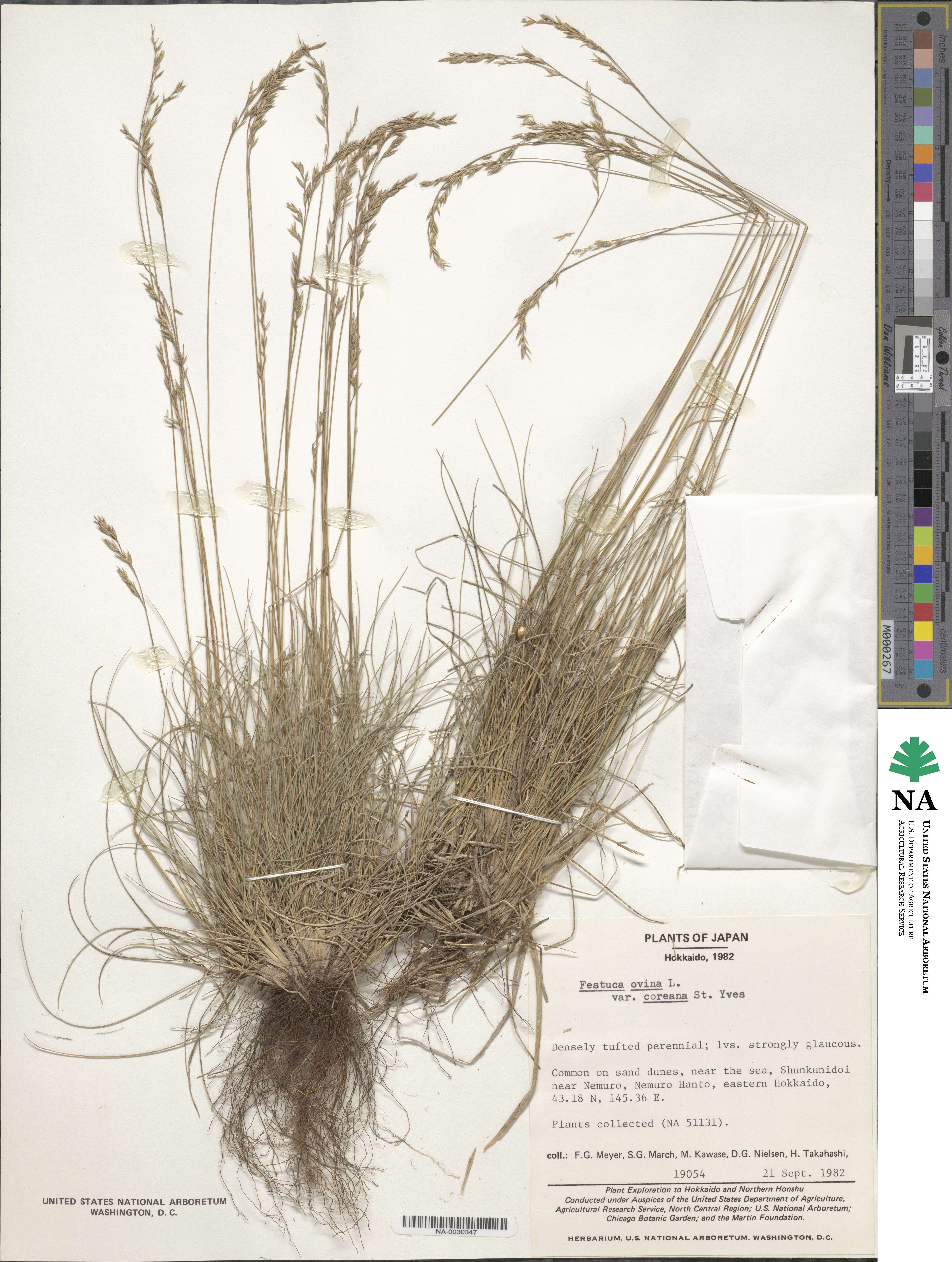 Festuca ovina image