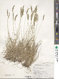 Festuca ovina image