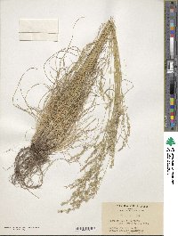 Festuca ovina image