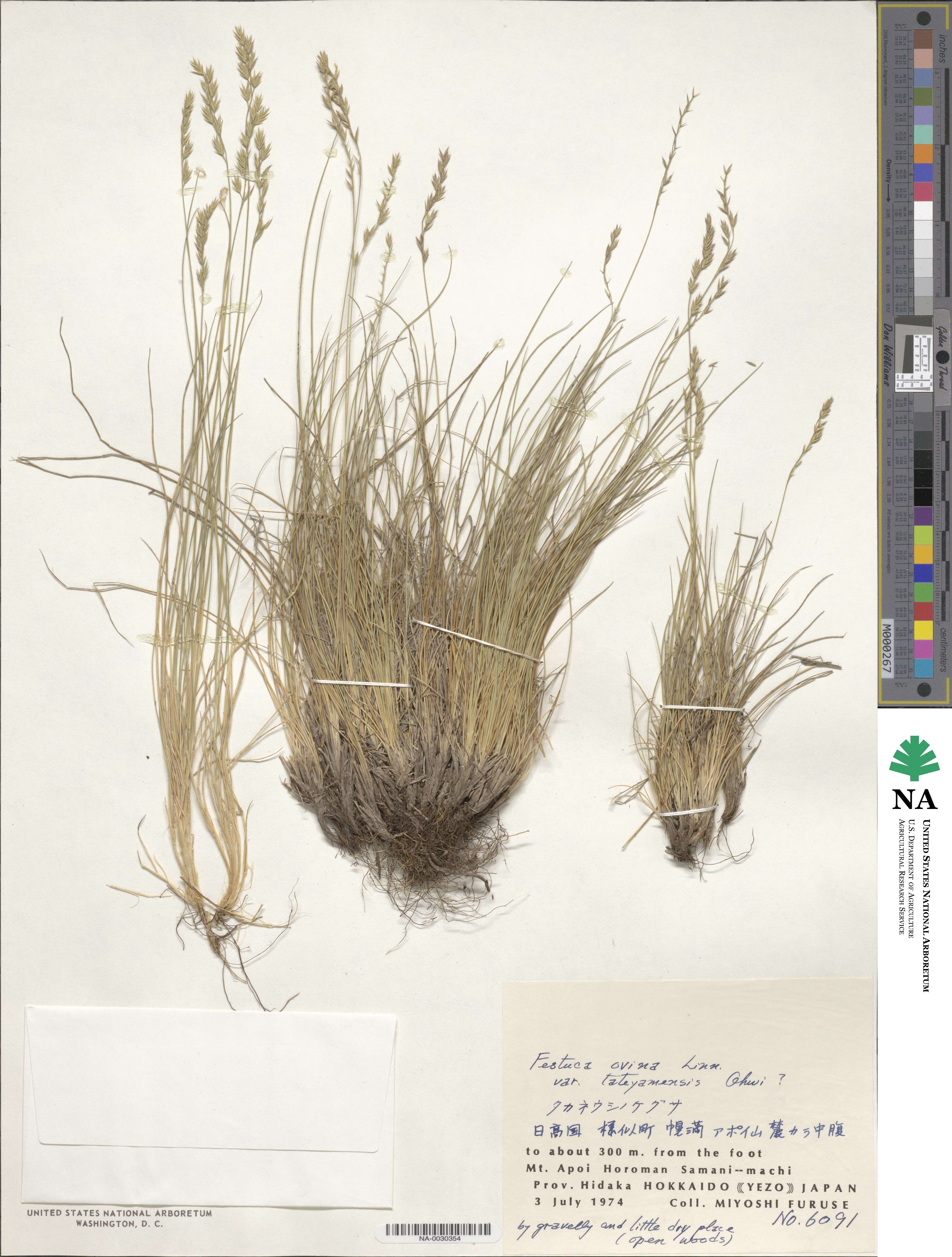 Festuca ovina image