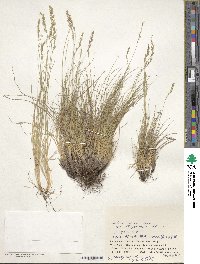 Festuca ovina image