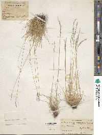 Festuca valesiaca image