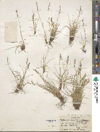 Festuca valesiaca image