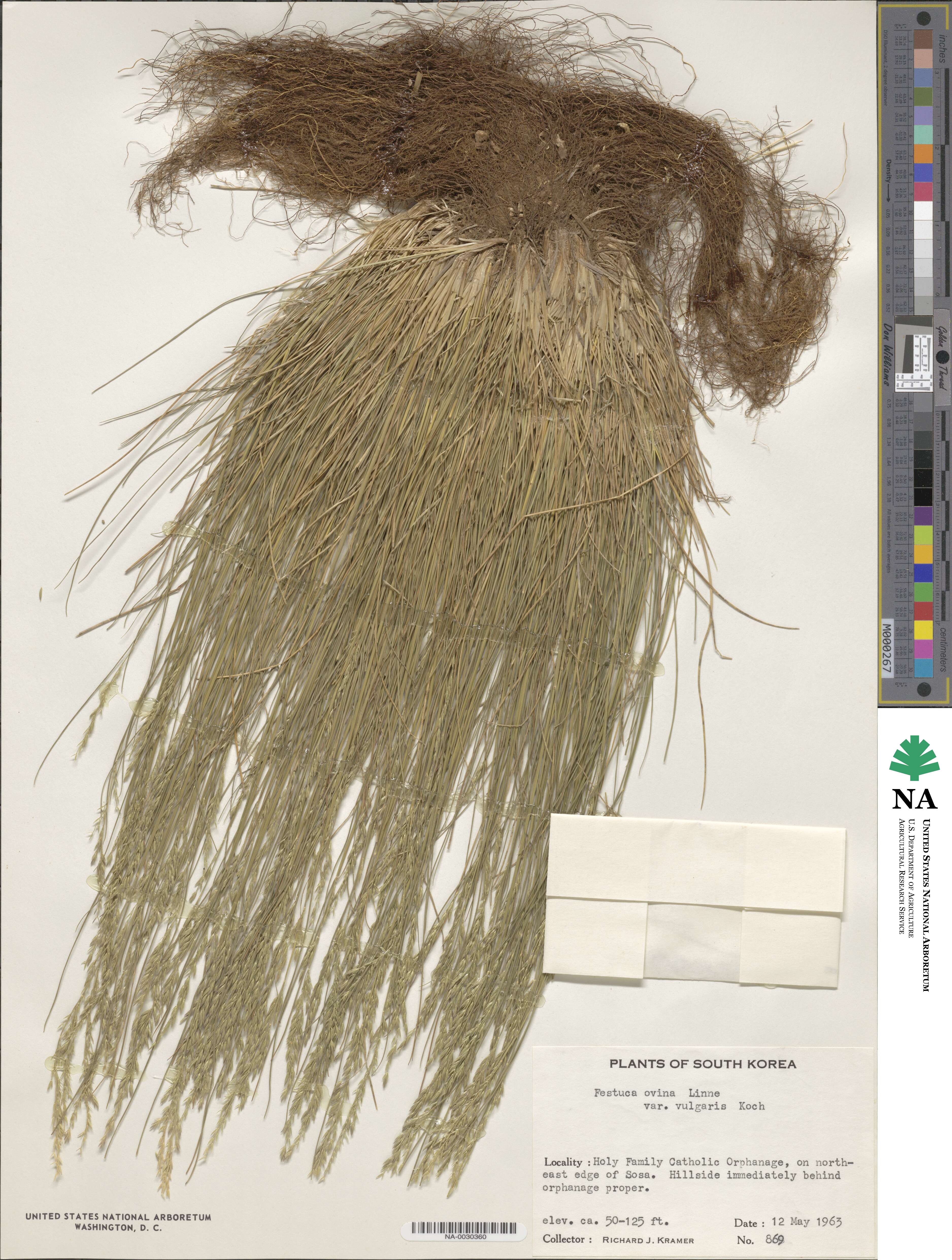 Festuca ovina image
