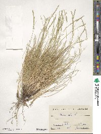 Festuca ovina image