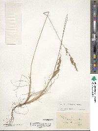 Festuca ovina image