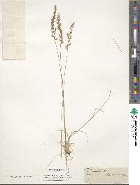 Festuca ovina image