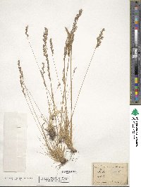 Festuca ovina image