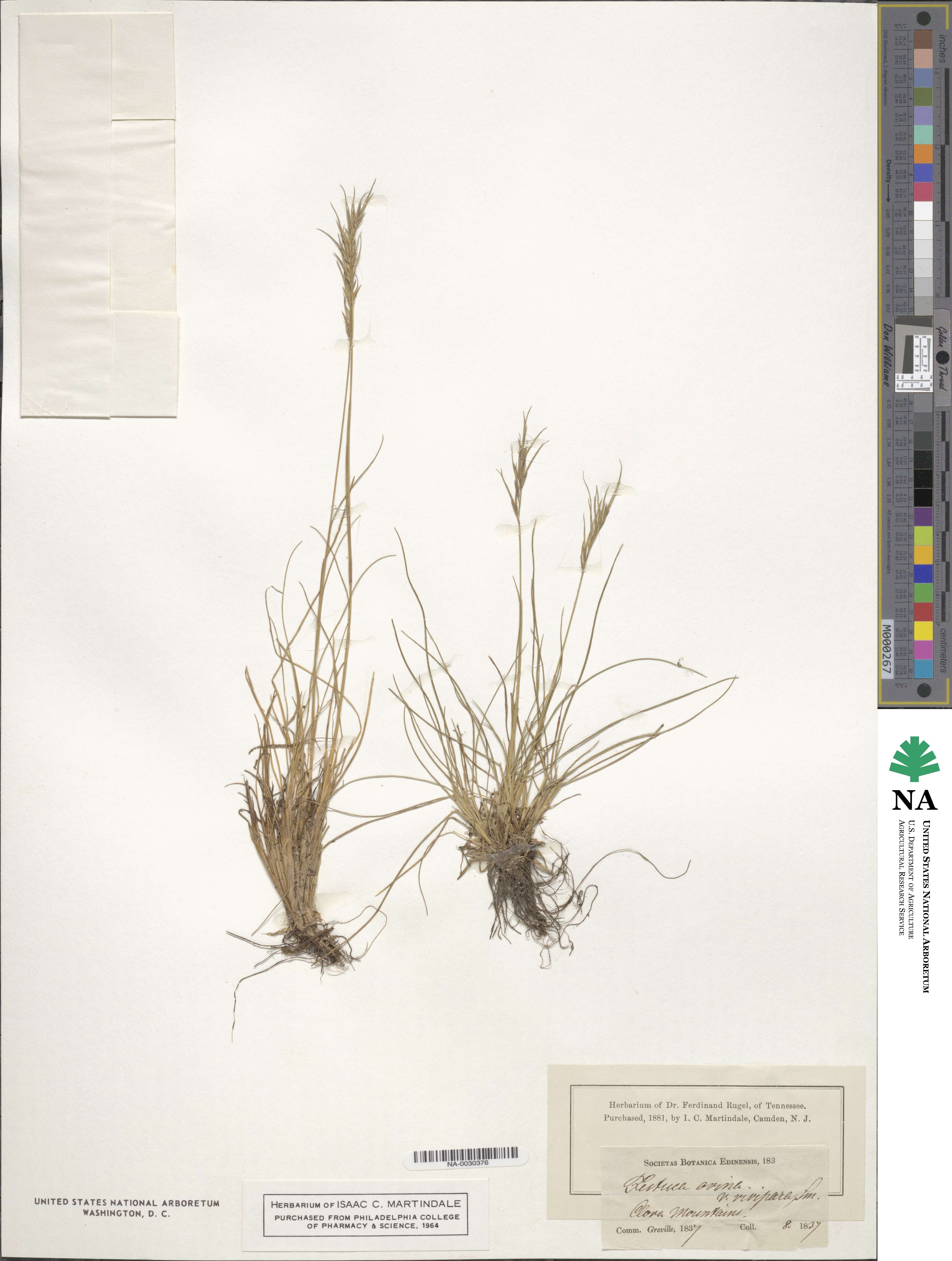 Festuca vivipara image