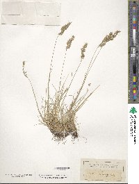 Festuca ovina image