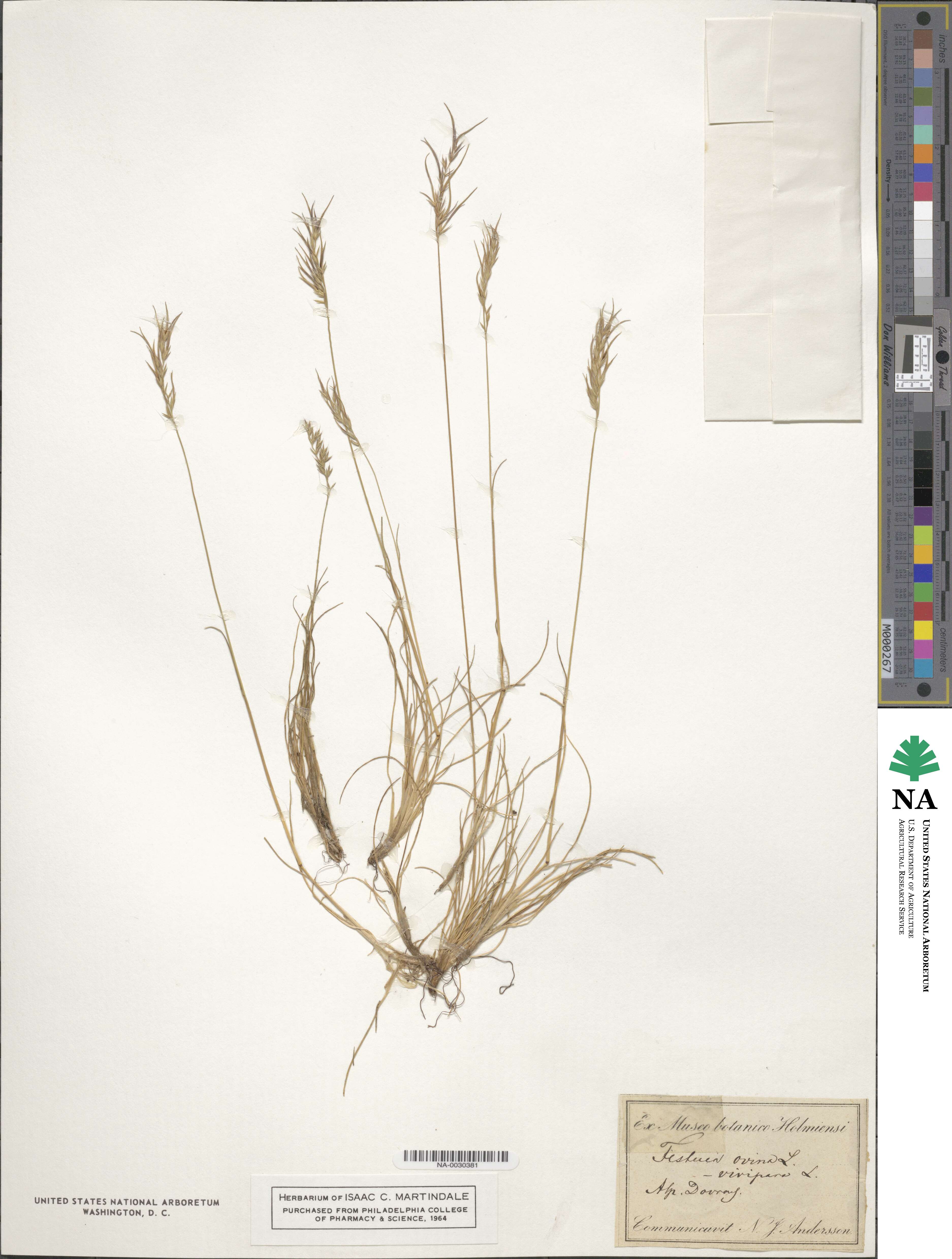Festuca vivipara image