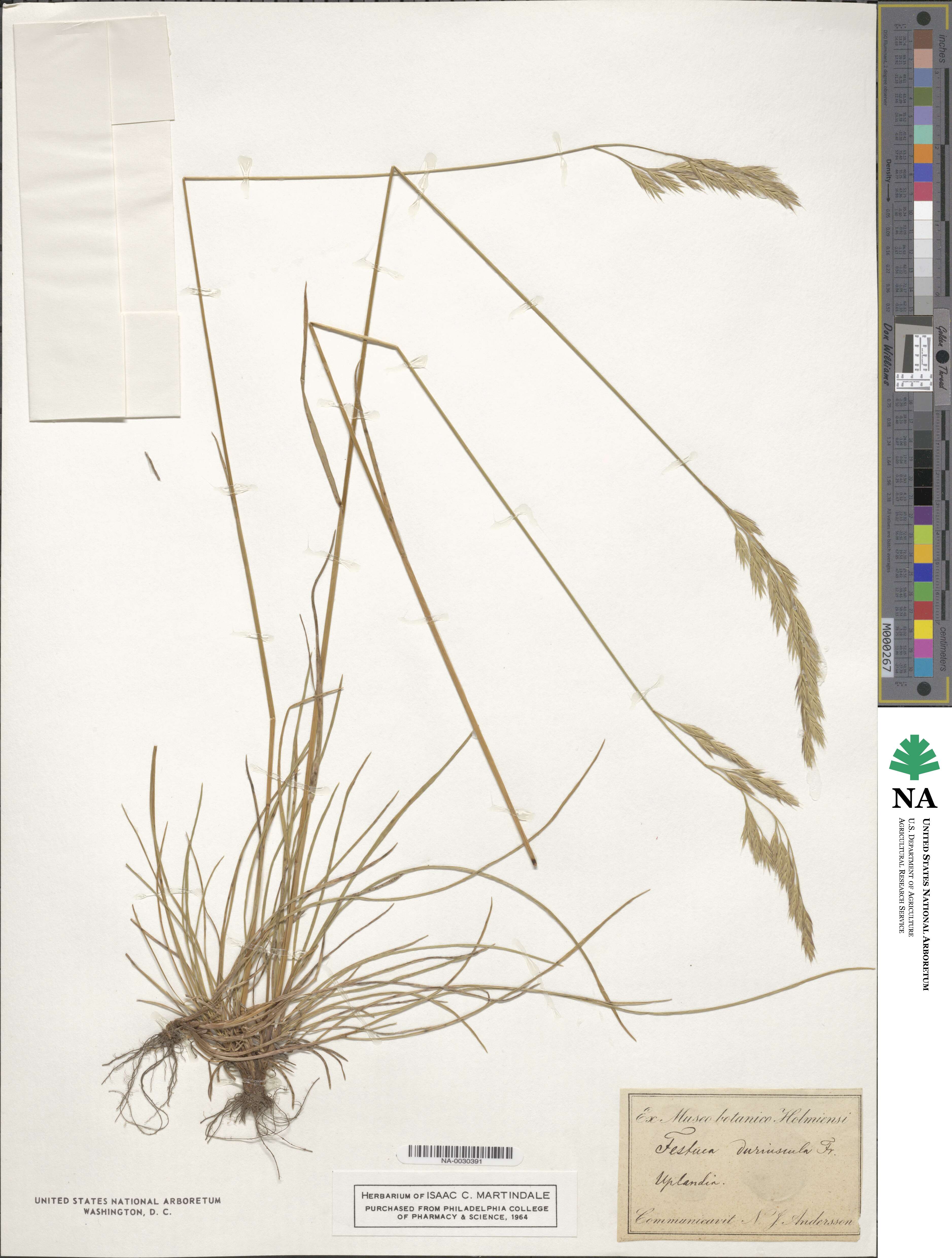 Festuca rubra image
