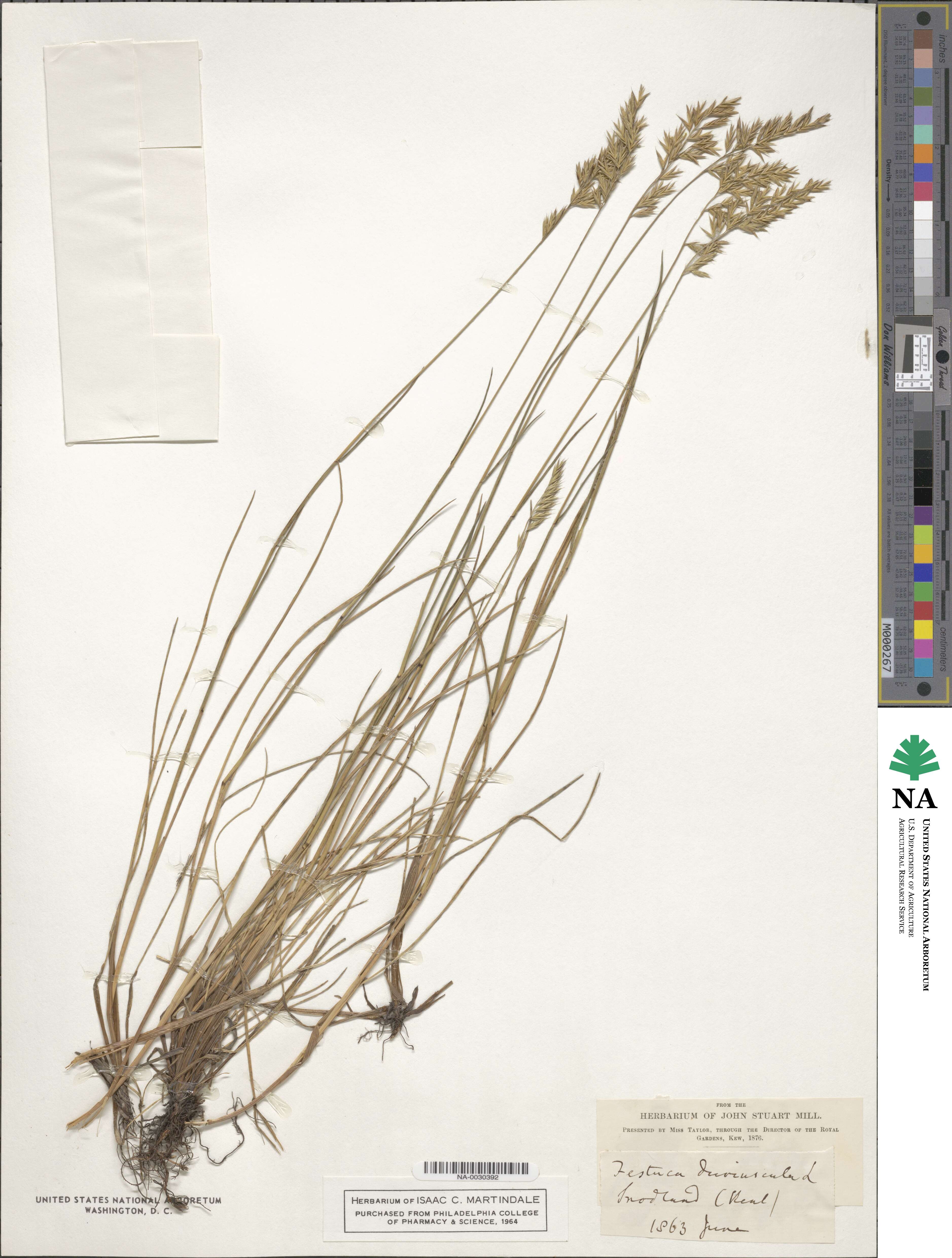 Festuca rubra image