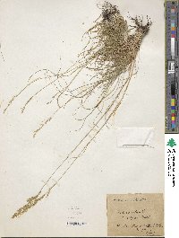 Festuca filiformis image