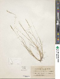 Festuca filiformis image