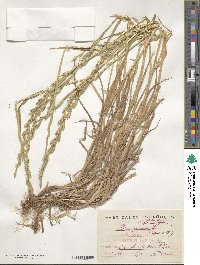 Lolium perenne image