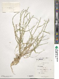 Lolium perenne image