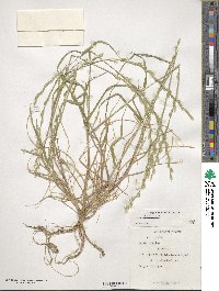 Lolium perenne image