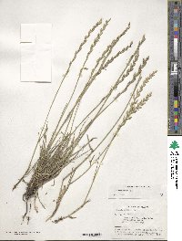Lolium perenne image