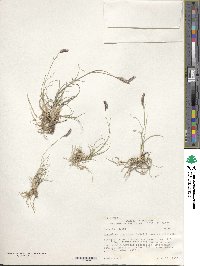 Bouteloua gracilis image