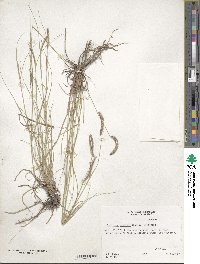 Bouteloua gracilis image