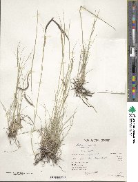 Bouteloua gracilis image