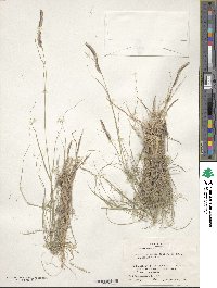 Bouteloua gracilis image