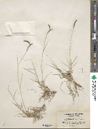 Bouteloua gracilis image