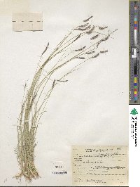 Bouteloua gracilis image