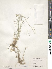 Bouteloua gracilis image