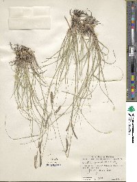 Bouteloua gracilis image