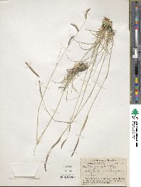 Bouteloua gracilis image