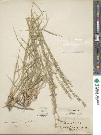 Bouteloua curtipendula image