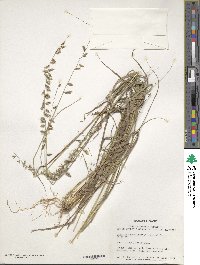 Bouteloua curtipendula image