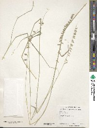 Bouteloua curtipendula image